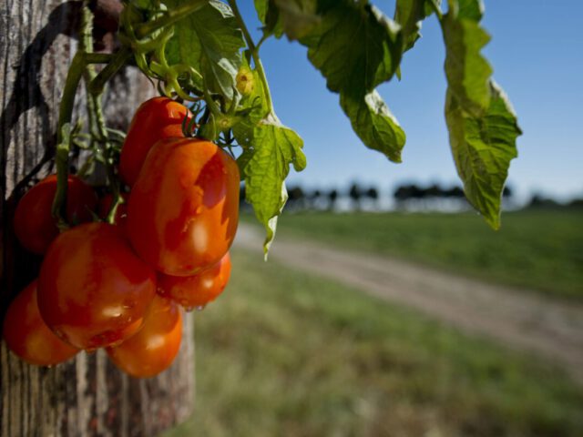 Mutti goes Digital - Tag der Tomate